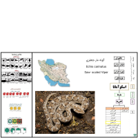 گونه مار جعفری Saw- scaled Viper